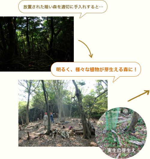放置された暗い森を適切に手入れすると… 明るく、様々な植物が芽生える森に！ 実生の芽生え
